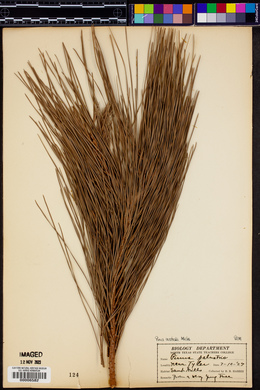 Pinus australis image