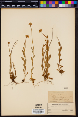 Polygala lutea image