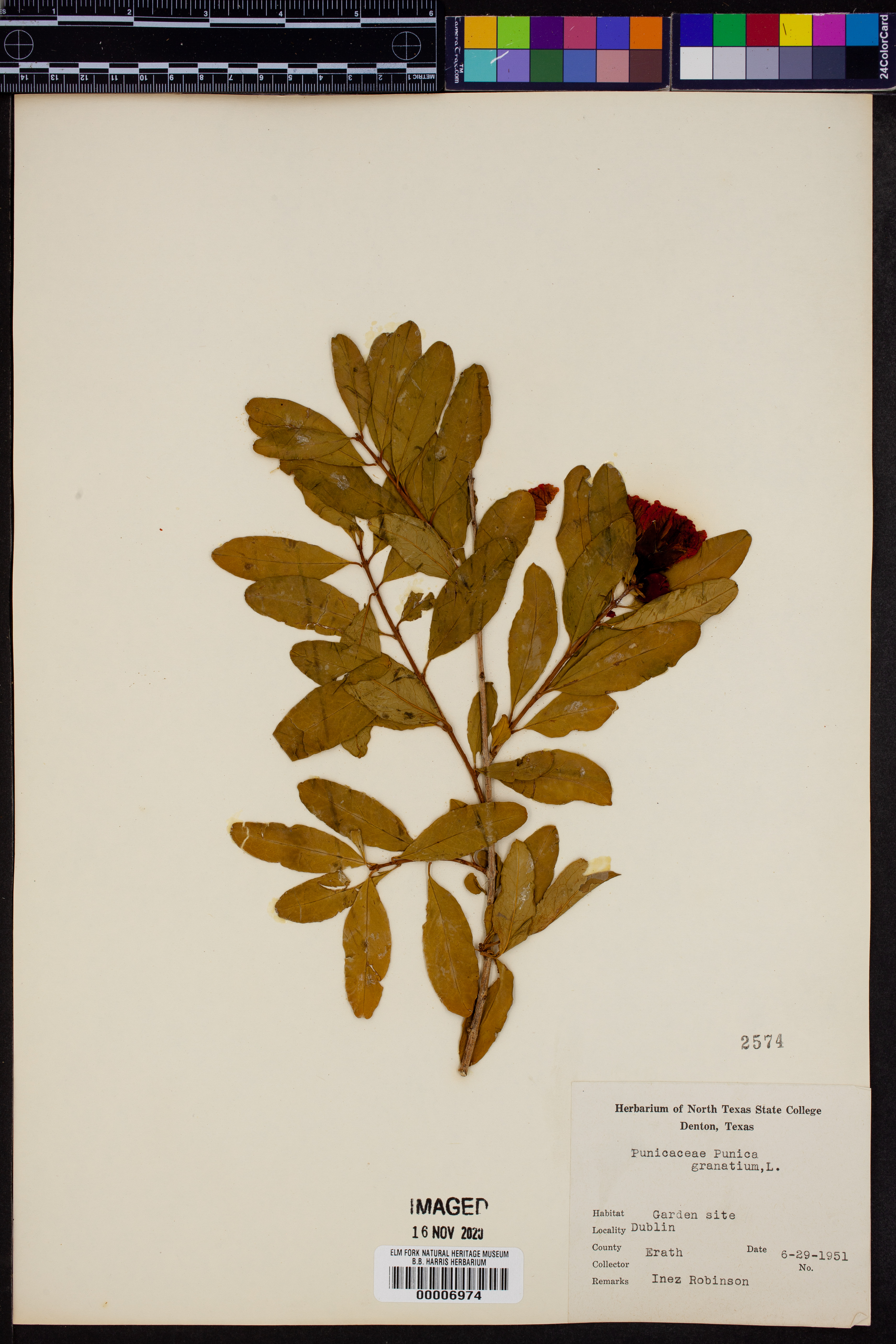 Punicaceae