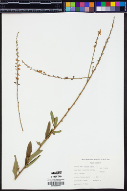 Orbexilum simplex image