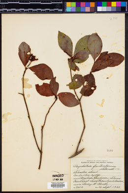 Psychotria fruticetorum image