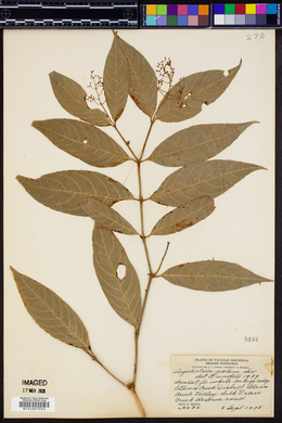 Psychotria patens image