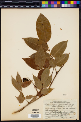 Pterocarpus officinalis image