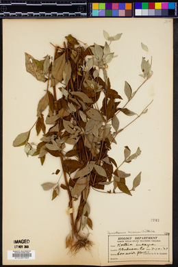 Pycnanthemum incanum image