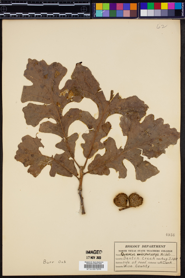 Quercus macranthera image