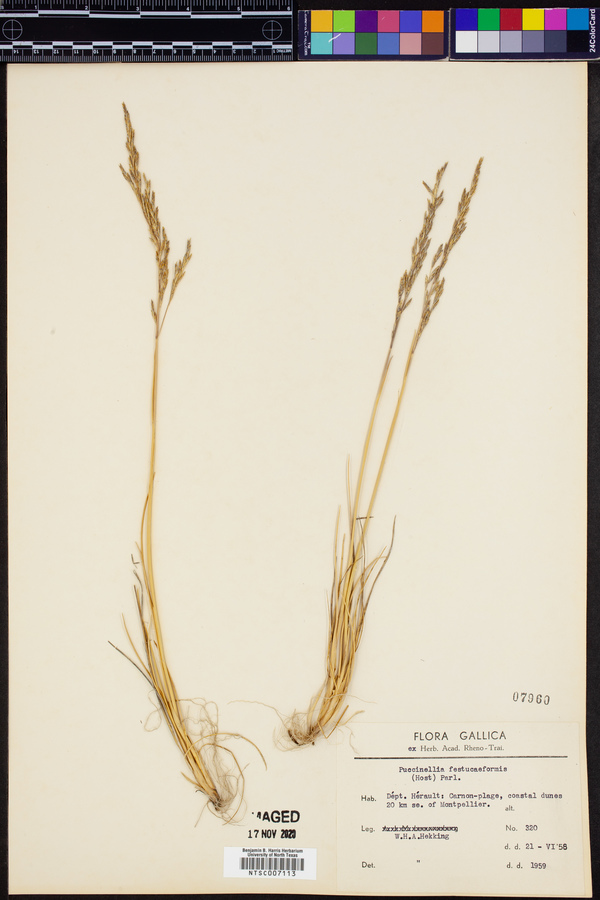 Puccinellia festuciformis image