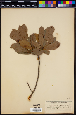 Quercus laurifolia image