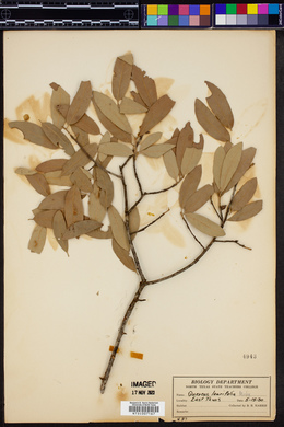 Quercus laurifolia image