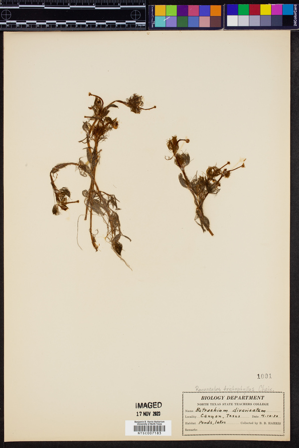 Ranunculus trichocarpus image