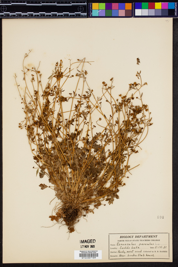 Ranunculus parvulus image