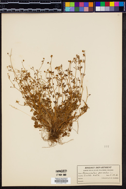 Ranunculus parvulus image