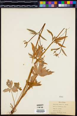 Ranunculus bongardii image