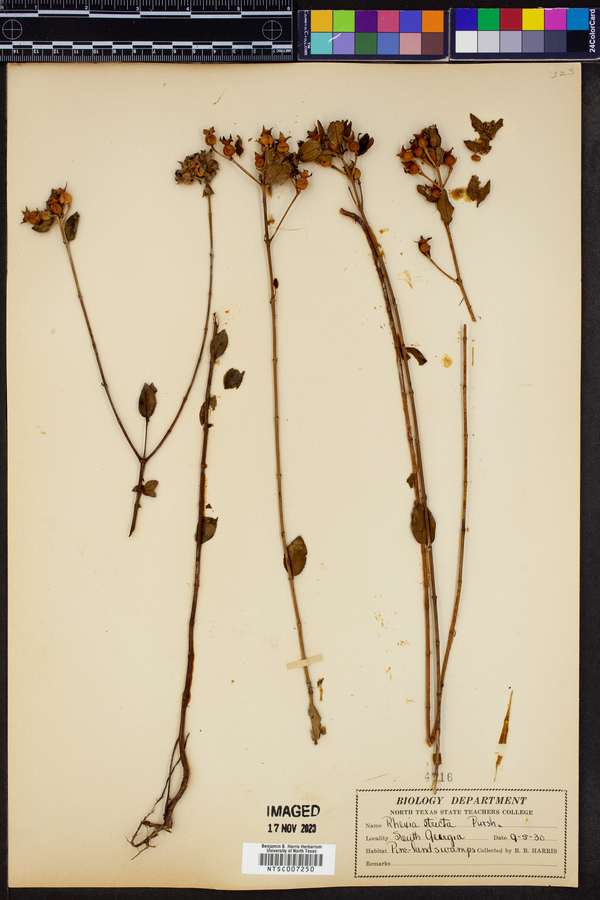 Rhexia stricta image