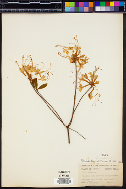 Rhododendron nudiflorum image