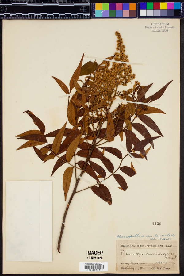 Rhus lanceolata image