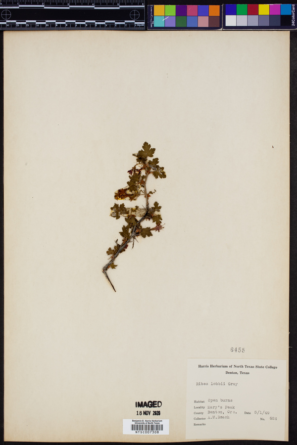Ribes lobbii image