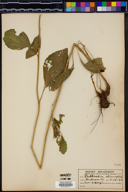 Rudbeckia alismifolia image