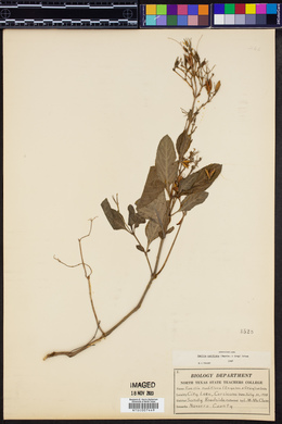 Ruellia ciliatiflora image