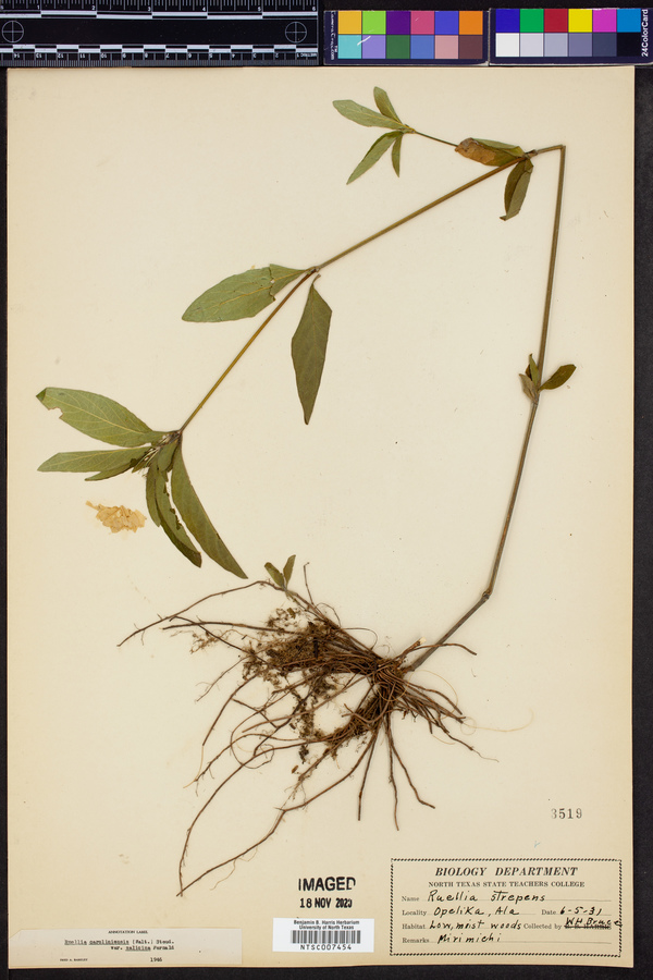 Ruellia caroliniensis var. salicina image