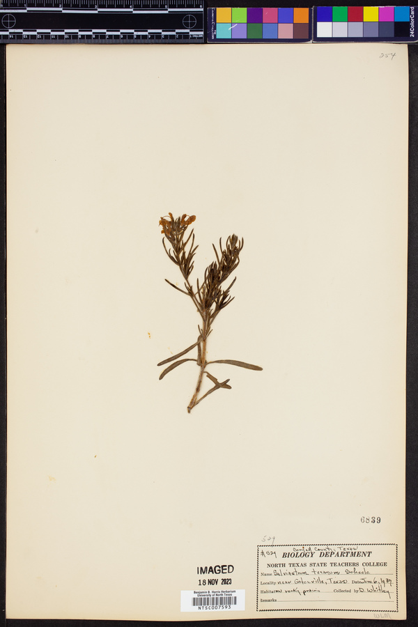 Salviastrum texanum image