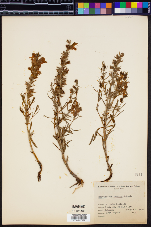 Salviastrum texanum image