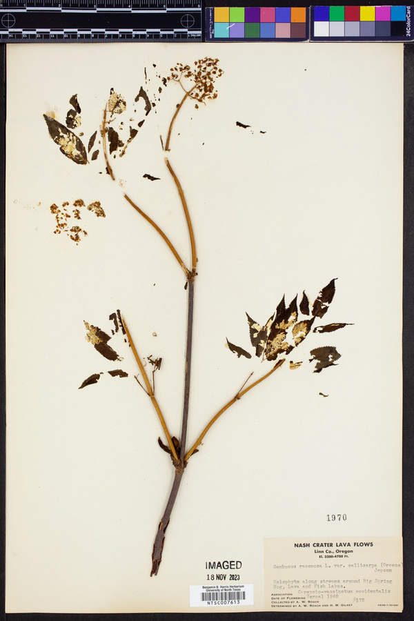 Sambucus racemosa var. callicarpa image