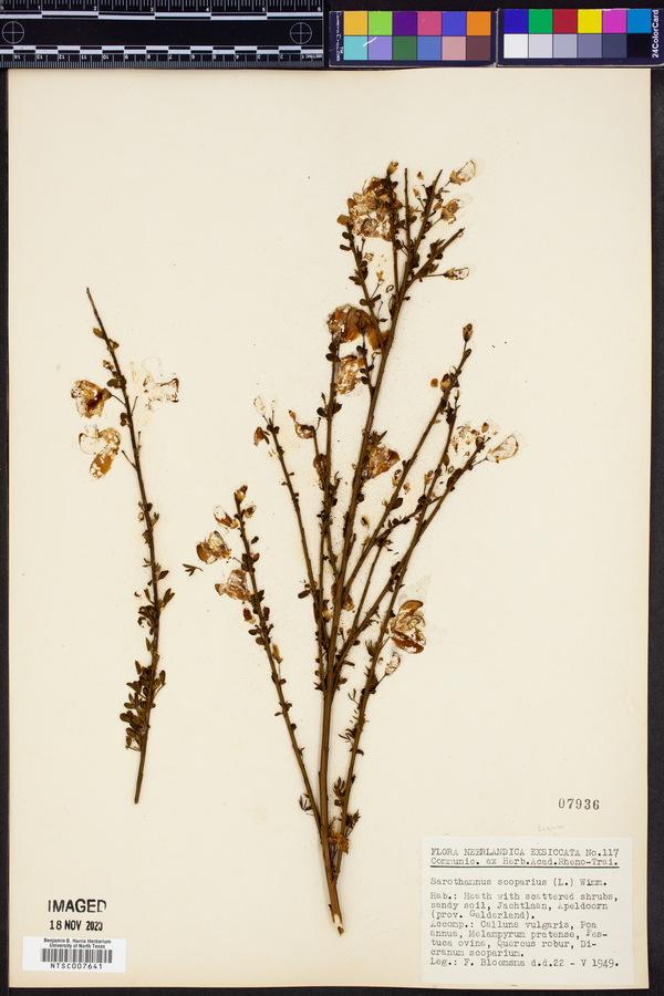 Sarothamnus scoparius image