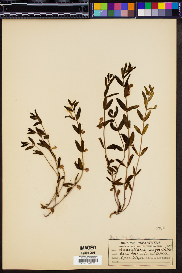 Scutellaria angustifolia image