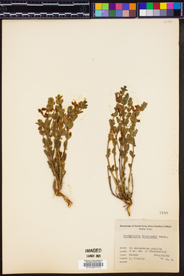 Scutellaria drummondii image