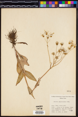 Senecio ampullaceus image