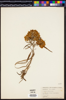 Senecio cinerarioides image