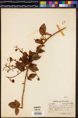 Serjania yucatanensis image