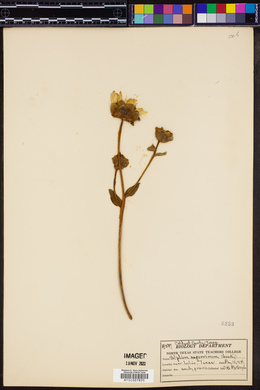 Silphium radula image