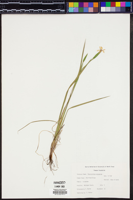 Sisyrinchium ensigerum image