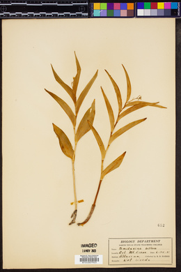 Smilacina bifolia image