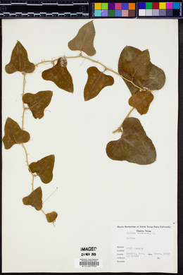 Smilax bona-nox image