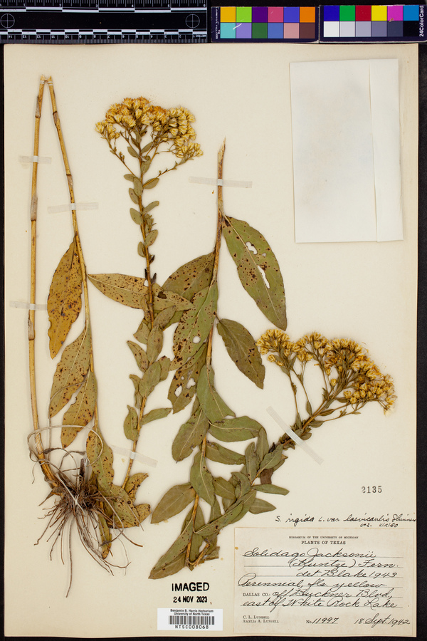 Solidago rigida var. laevicaulis image