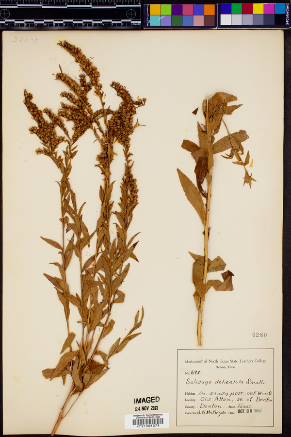 Solidago delicatula image