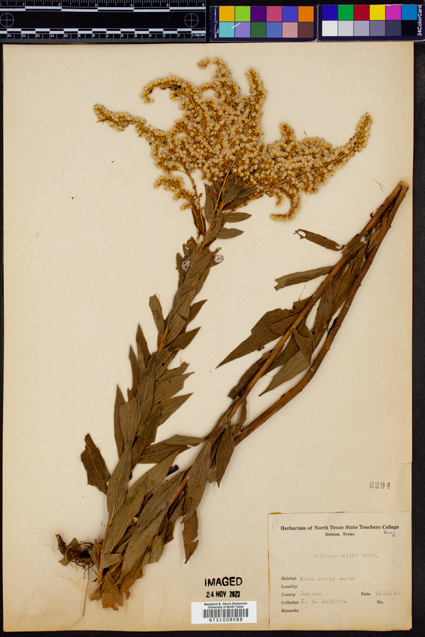 Solidago mollis image