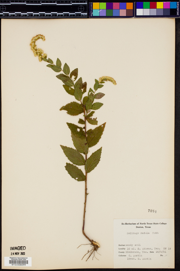 Solidago radula image