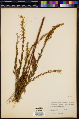 Solidago salicina image