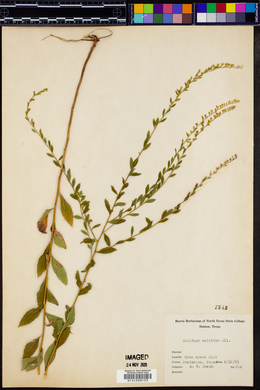 Solidago salicina image