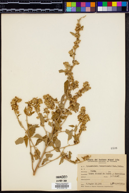 Sphaeralcea bonariensis image