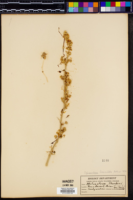 Sphaeralcea fasciculata image