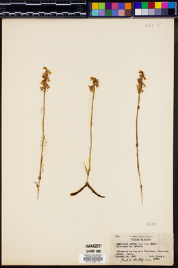 Spiranthes cernua image