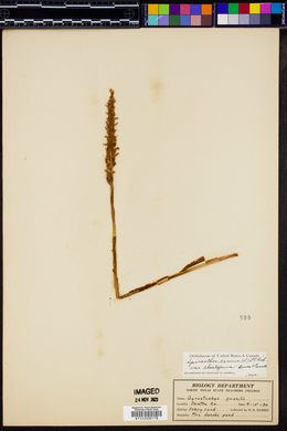 Spiranthes cernua image