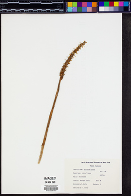 Spiranthes cernua image