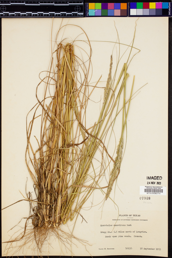 Sporobolus canovirens image
