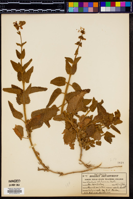 Stachys californica image