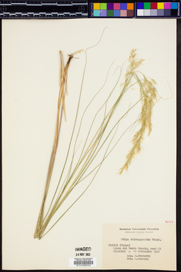 Image of Stipa calamagrostis